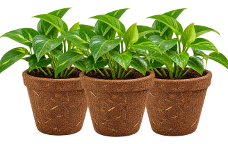 Plant Pot